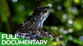 A Wildlife Odyssey - Southeast Asia's Island Paradise | Part 3 | Free Documentary Nature