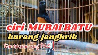 10 Ciri Murai Kurang Jangkrik dan Takaran Yang Benar!