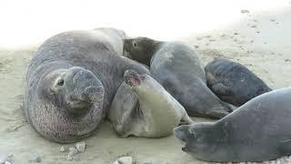 Male elephant seal trying to mate with female (and a pup almost getting squished)