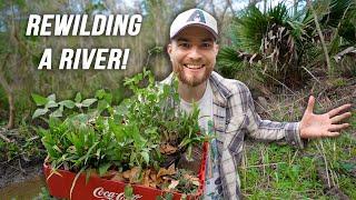 Rewilding A River On My Abandoned Land! Native Plant Restoration