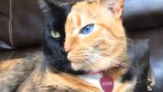 Meet Venus the rare two face cat. So beautiful! 