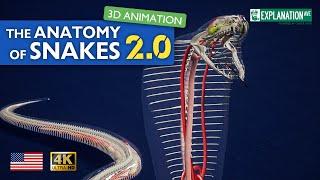The anatomy of snakes VERSION 2.0 - fascinating 3d animation