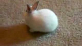 Little LuLu the Bunny 3