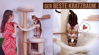 der beste Kratzbaum für Katzen / worauf achten beim Katzenbaum Kauf / Amely Rose & Catwalk