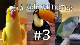 Bird Side Of TikTok #3