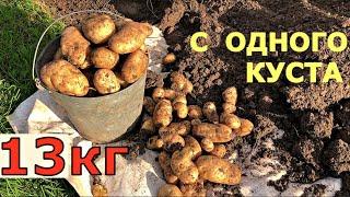 РЕКОРДНЫЙ урожай картошки 13 кг С КУСТА. Выращивание картофеля в ящике.