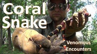 The Venomous Coral Snake (Encounters and Identification)