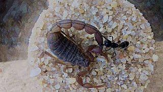 Relentless Bullet Ant Fights Giant African Scorpion.