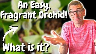 An Easy-to-Grow Fragrant Orchid! What could it be?