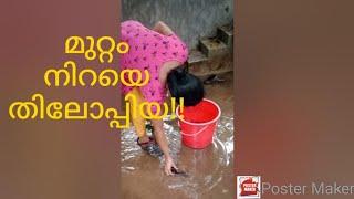 ഇന്ന് തിലോപ്പിയ പിടിച്ചപ്പോൾ!! മുറ്റം നിറയെ തിലോപ്പിയ... thiloppiya... fishing