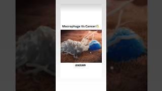 Macrophages vs Cancer Cells | #science #biology #neet #neet2023 #neet2024 #shorts #ytshorts #youtube