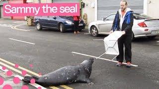 Sammy the Seal Begs for Fish in Wicklow Town, Ireland