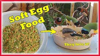 How To Make Soft Egg Food For Your Finches. For Conditioning & Rearing chicks
