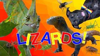 Lizards For Kids!  Learn All About Lizards With Diggy Dog!