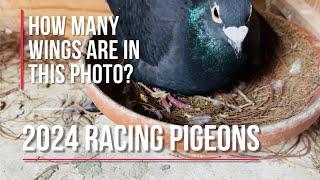 2024 breeding racing pigeons update