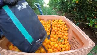 how many bag u need to fill up ONE BIN of fruit? i did it ...