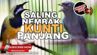  Kompilasi Saling Nembak Kunti ️Cucak Cungkok Vs Srigunting Abu Abu Full Isian Kunti