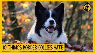 10 Things Border Collies Hate That You Should Avoid