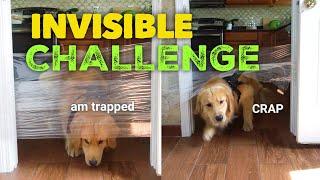 My Dogs Reaction to the Invisible Challenge