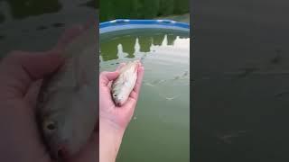 Zarybianie basenu więcej na yt #music #ambient #lofi #rain #aesthetic #fishing #carpfishing #carp