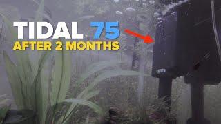 2 Months Update Seachem Tidal 75 | Pimp My Filter | Tidal 35 55 75 110 HOB
