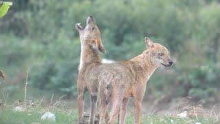 Jackal Sound--Sheyal er Dak----Golden Jackal Call 2023