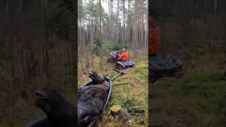 Moose pulling compination #moosehunting #metsästys #hunting