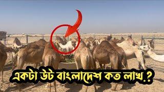 একটা উট এর দাম বাংলাদেশের কত লাখ .?দেখলে নিজেই বুঝবেন ।