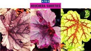 Heuchera Varieties A to Z