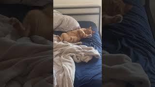 Lazy boy! #subscribe #cat #viral #crazy #trending #video #trendingvideo #funny