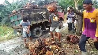 Semangat Abangku muatnya karena buahnya campur kecil dan besar harus semangat amangku harus semangat