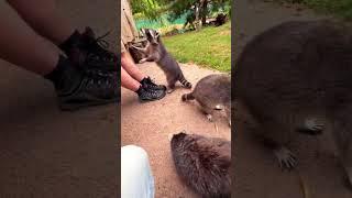 Cute playing with racoons