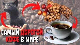 Топ 10 Самых Дорогих Сортов Кофе в Мире | Самый Дорогой Кофе в Мире