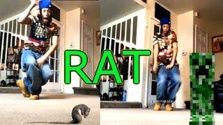 Oh Sh*t a rat Meme Compilation