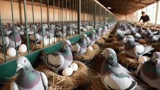 Process of Raising Millions of Organic Pigeons - Inside Pigeon Farm for Meat and Eggs.