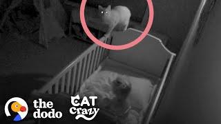 Rescue Cat Sneaks Into His Sister's Crib At Night | The Dodo Cat Crazy