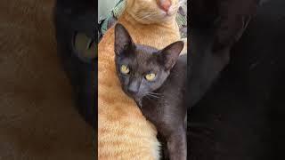 แมวส้มหน้าลาบ #viralvideo #cat #ฟีดดดシ #cute #funny #catlover #แมว #animals #pets #catvideos