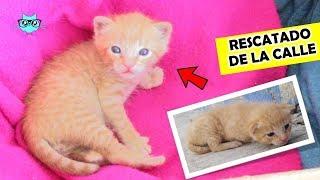 ADOPTE UN GATITO!