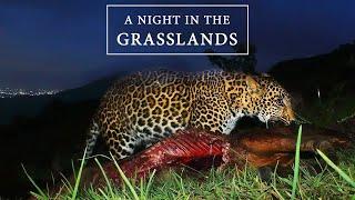 A Night in the Grasslands