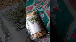 bibit cabe Padang merk A S production Monggo yg mau beli bisa cod seluruh Indonesia.