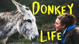 Donkey Life