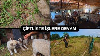 PATATESLERE BÖCEK SARDI / DOĞAL TARIM İLACI KULLANDIK / ISIRGAN OTU MUCİZESİ / GÜNLÜK HAYVAN TELAŞI