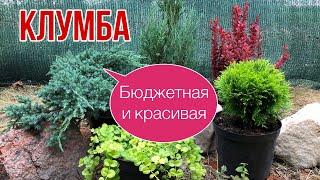 Клумба из 3 растений. Самая простая и красивая. Бюджетный вариант.Красивый цветник своими руками.Сад