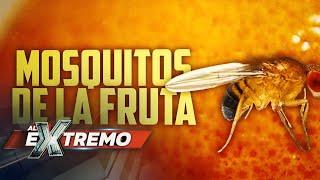 ¿De dónde vienen los mosquitos de fruta? ¡Descúbrelo en los Archivos Secretos! | Al Extremo