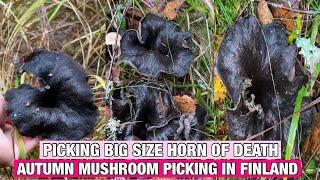 FILIPINO PICKING BIG SIZE HORN OF DEATH MUSHROOMS|| MUSHROOM PICKING IN FINLAND