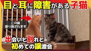 【神戸保護猫】目と耳に障害がある子猫 出会いと別れと譲渡会デビュー