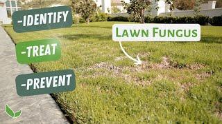 Stop Lawn Fungus From Reoccurring Every Summer! (Lawn Fungus Treatment)