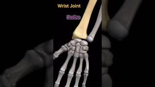 How does the wrist joint look??