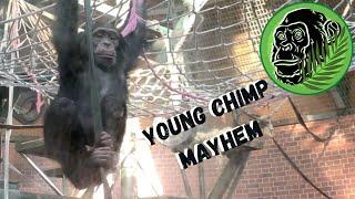 Amazing Chimpanzee Climbing Skills At Chester Zoo