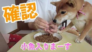 【今日は何かな？】トッピングはしっかり監視する柴犬小夏　小魚入ります　ASMR